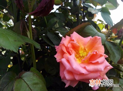 蓝色玫瑰代表着什么,蓝玫瑰代表什么