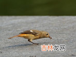 蛐蛐主要吃什么,蟋蟀吃什么?