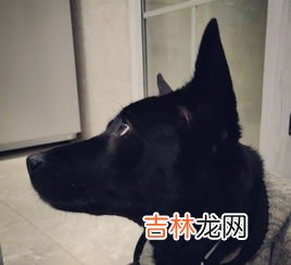 老鼠喜欢吃什么诱饵,老鼠喜欢吃什么诱饵