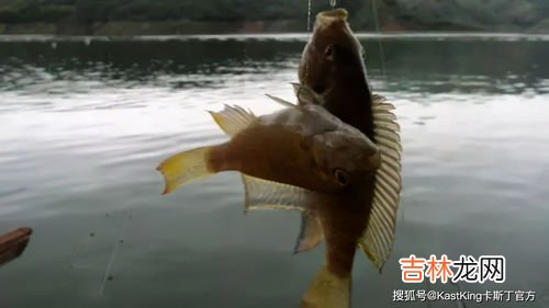 为什么很少人吃罗非鱼,为什么很少人吃罗非鱼