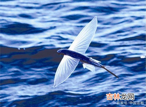 海里的什么鱼会飞,会飞的鱼是什么鱼??