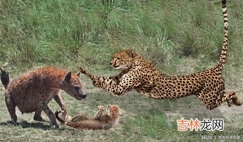 为什么猎豹不能长时间奔跑,豹长时间奔跑为什么不会死翘翘？