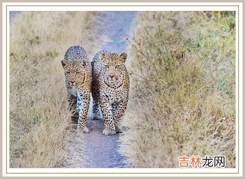 为什么猎豹不能长时间奔跑,豹长时间奔跑为什么不会死翘翘？