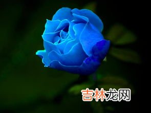 蓝色的玫瑰代表什么意思,蓝色玫瑰代表什么