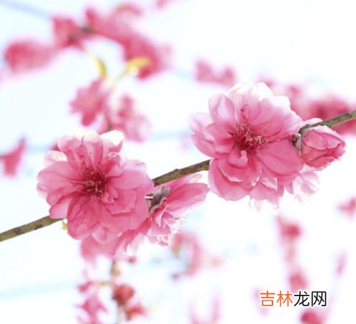 鲜花生能吃吗,花生米可以生吃吗？