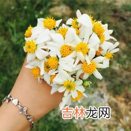 鲜花生能吃吗,花生米可以生吃吗?