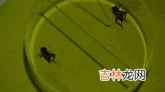是斗蝈蝈还是斗蛐蛐,蝈蝈和蛐蛐有什么不同呢?