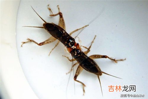 是斗蝈蝈还是斗蛐蛐,蝈蝈和蛐蛐有什么不同呢?