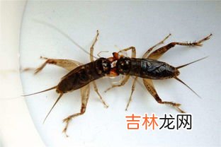 是斗蝈蝈还是斗蛐蛐,蝈蝈和蛐蛐有什么不同呢?