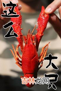 小龙虾产地,小龙虾产地哪里