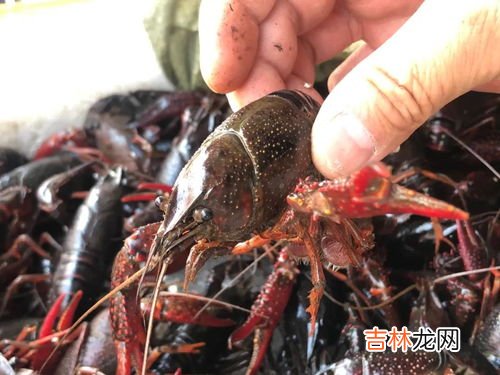 小龙虾产地,小龙虾产地哪里