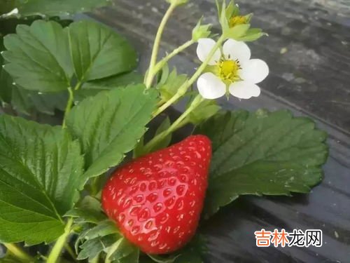 两斤草莓大概有多少个,请问2斤草莓大概多少个