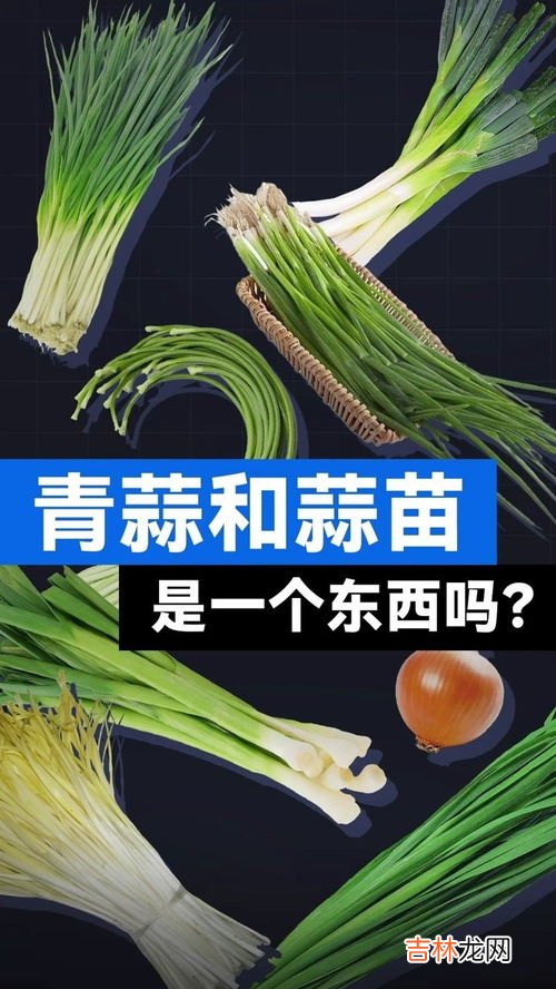 青蒜和蒜苗一样吗,青蒜和大蒜一样么