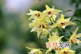 石斛花泡水喝放多少朵?水温多少度? 石斛花泡水喝放多少朵,石斛花泡水喝放多少朵