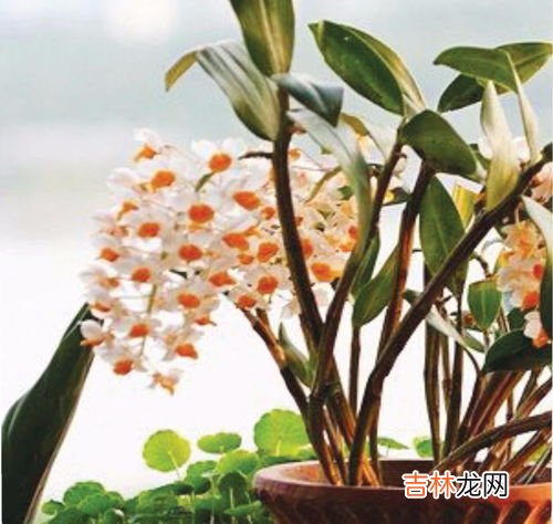 石斛花泡水喝放多少朵?水温多少度? 石斛花泡水喝放多少朵,石斛花泡水喝放多少朵