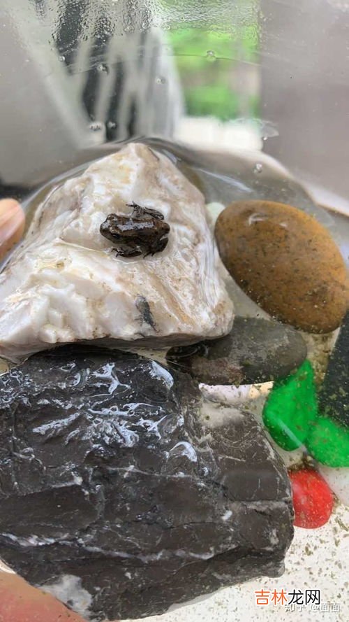 青蛙和癞蛤蟆的蝌蚪区别,青蛙和癞蛤蟆的蝌蚪区别是什么？