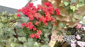 长寿花花语是什么,长寿花的花语是什么