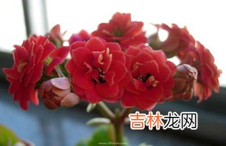 长寿花花语是什么,长寿花的花语是什么