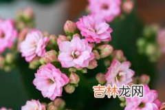 长寿花花语是什么,长寿花的花语是什么