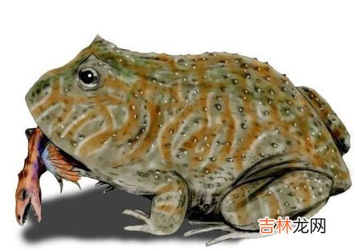 世界上体型最大的青蛙,世界上最大青蛙