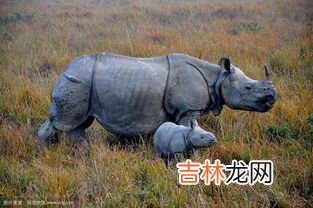 世界上体型最大的青蛙,世界上最大青蛙