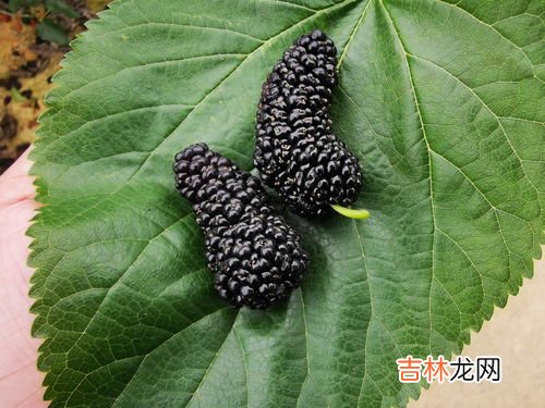 西梅的功效与作用吃法,西梅的功效与作用禁忌