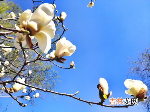 柠檬的寓意和象征,哪些水果的寓意吉祥