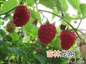 覆盆子是什么,覆盆子是什么