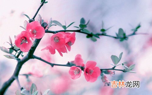 梅花的精神是什么,梅花的精神是什么？