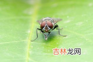 冬天室内的苍蝇哪来的,冬天屋里有苍蝇不知道哪里出来的