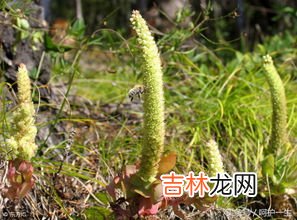 甘泰达的功效与作用,甘草多糖作为一种天然植物多糖,它的功效与作用是什么?