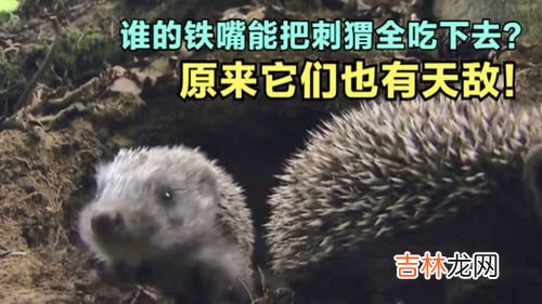 刺猬可以吃么,刺猬的肉能吃吗？
