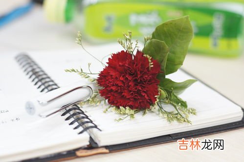 红色康乃馨花语是什么,红色康乃馨花语代表什么意思