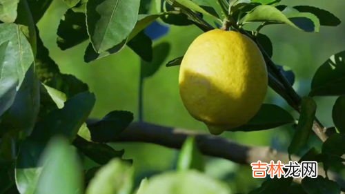 维生素b含量高的水果有哪些,维生素b高的水果排名