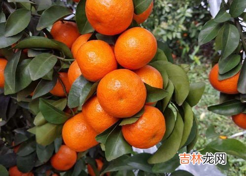 保护我方砂糖橘是啥梗,砂糖橘的梗是什么意思