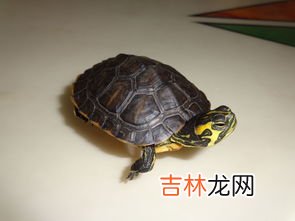 乌龟好养吗,乌龟好不好养？