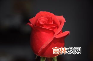 红玫瑰主要是指什么人,2朵红玫瑰一般送给哪些人?