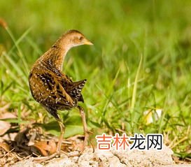 田鸡是属于蛤蟆还是青蛙,田鸡和青蛙的区别，田鸡是癞蛤蟆还是青蛙