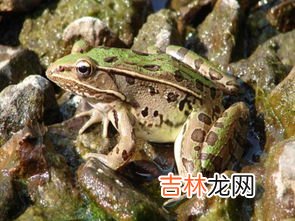 田鸡是属于蛤蟆还是青蛙,田鸡和青蛙的区别，田鸡是癞蛤蟆还是青蛙