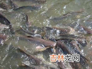 鲶鱼吃什么,鲶鱼吃什么