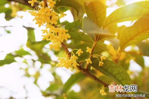 桂花是几月香的,桂花飘香是几月