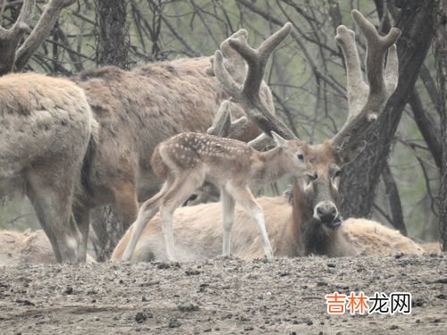 麋鹿的寓意是什么,麋鹿的寓意和象征是什么？