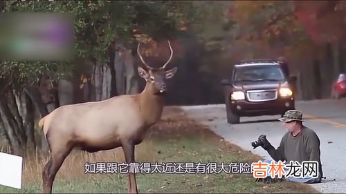 麋鹿的寓意是什么,麋鹿的寓意和象征是什么？