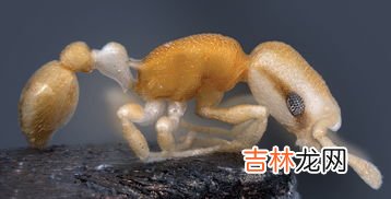 蚂蚁的特点有那些,蚂蚁有什么特点和特征