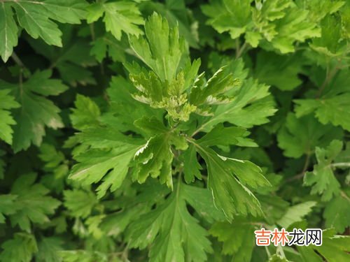 野艾蒿和艾草怎样分别,野艾蒿和艾草怎样分别