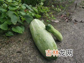 为什么黄瓜不黄,黄瓜为什么不是黄的?