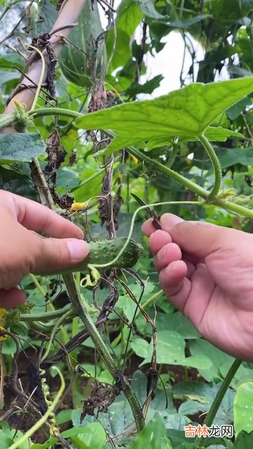 为什么黄瓜不黄,黄瓜为什么不是黄的?