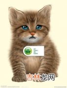 猫是不是啮齿类动物,猫是啮齿类动物吗