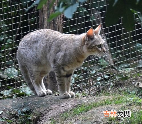 猫是不是啮齿类动物,猫是啮齿类动物吗
