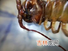 蜈蚣吃什么,蜈蚣吃什么东西作为食物？